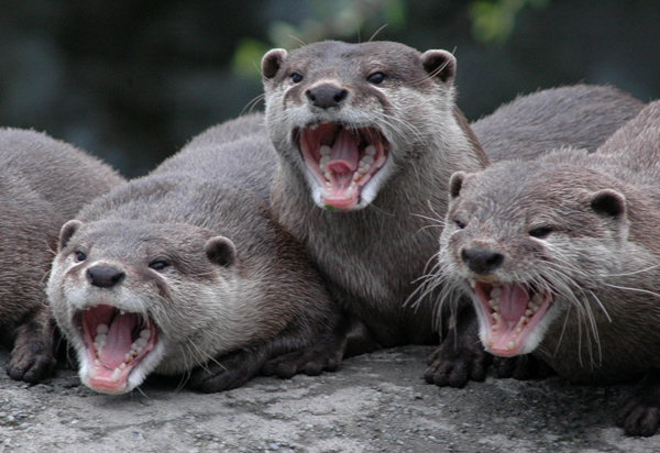 laughing_otters_jenny_rollo1.jpg