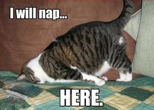 A photo of a cat doing a faceplant into some cushions, with text that reads "I will nap... HERE".